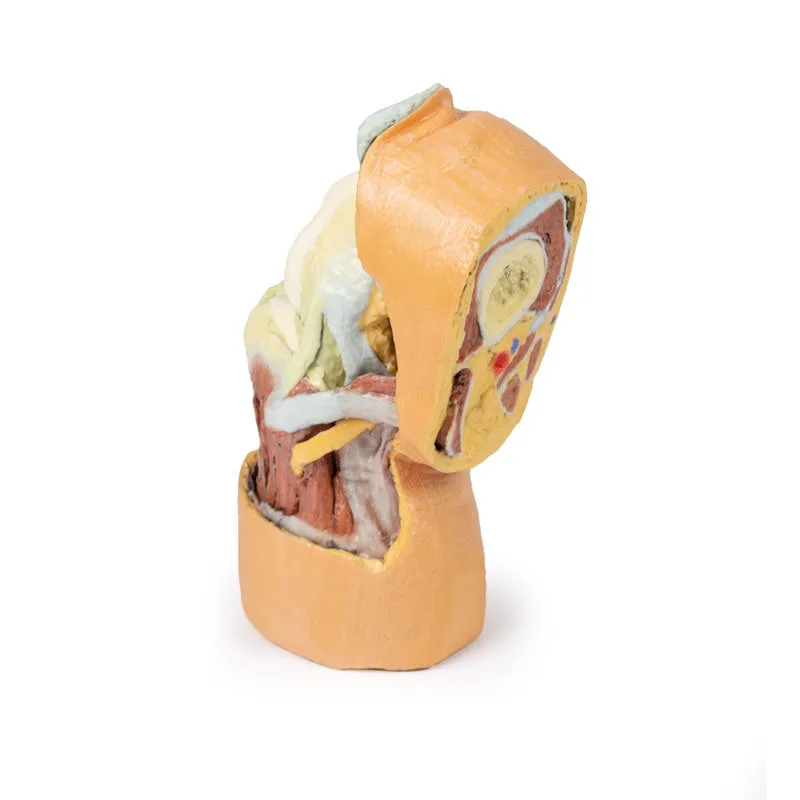 3D Printed Flexed knee joint deep dissection Model