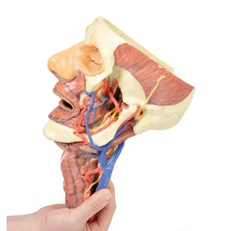 3D Printed Head and Visceral Column of the Neck