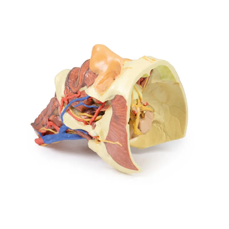 3D Printed Head and Visceral Column of the Neck