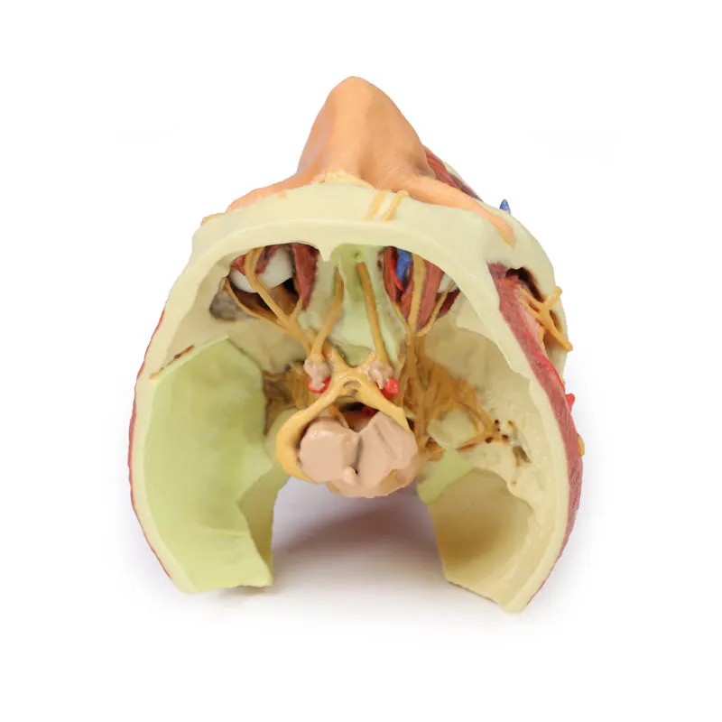 3D Printed Head and Visceral Column of the Neck