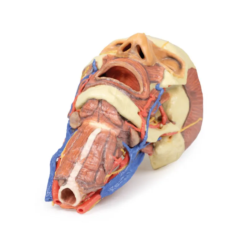 3D Printed Head and Visceral Column of the Neck